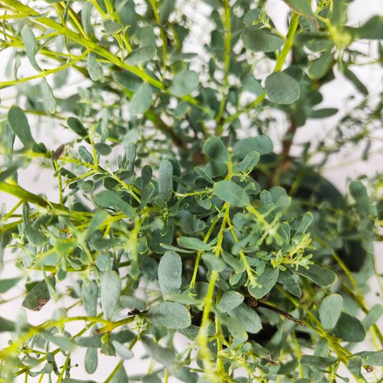 ユーカリ グニー フランスブルーレンガン 6号 観葉植物 greenery