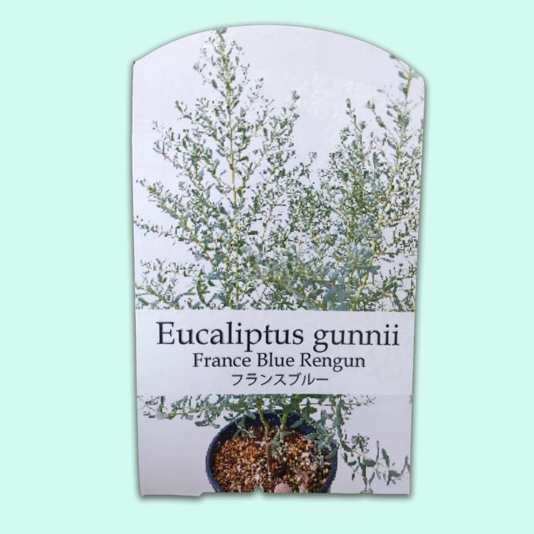 ユーカリ グニー フランスブルーレンガン 6号 観葉植物 greenery