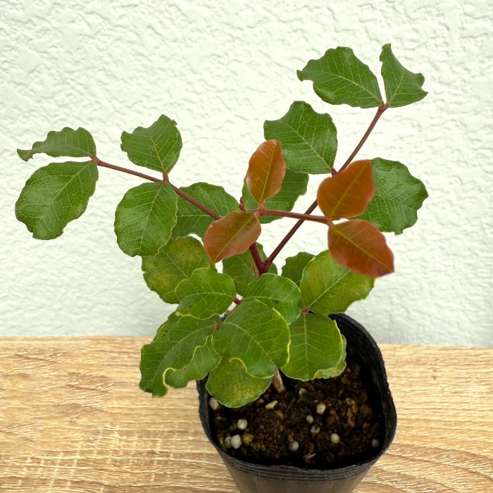 イナゴマメ キャロブ 7.5cmポットポット 苗 苗木 園芸 通販 greenery