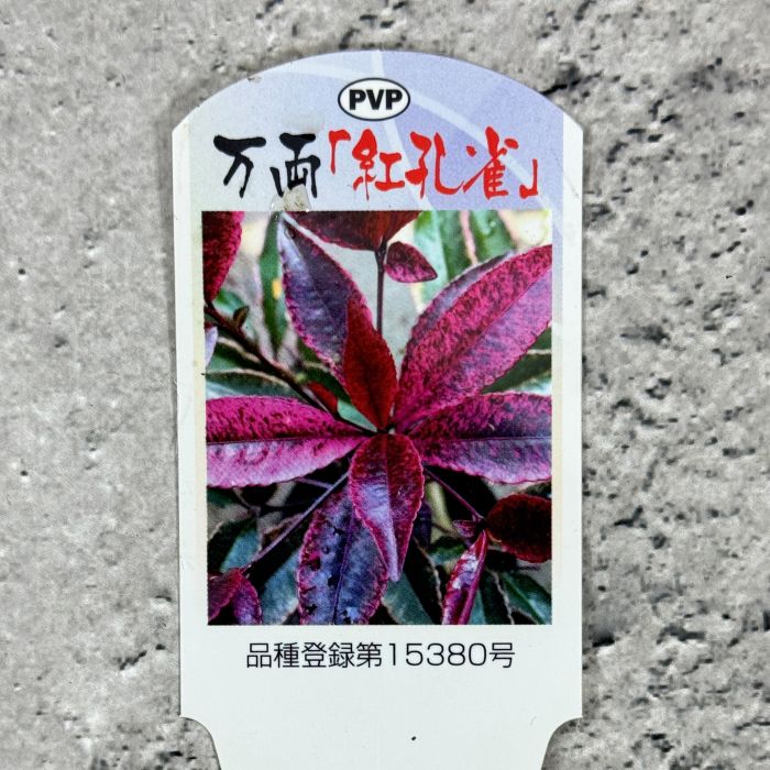 万両 (マンリョウ) 「紅孔雀」 9cmポット苗 3号 班入り 花木 植物