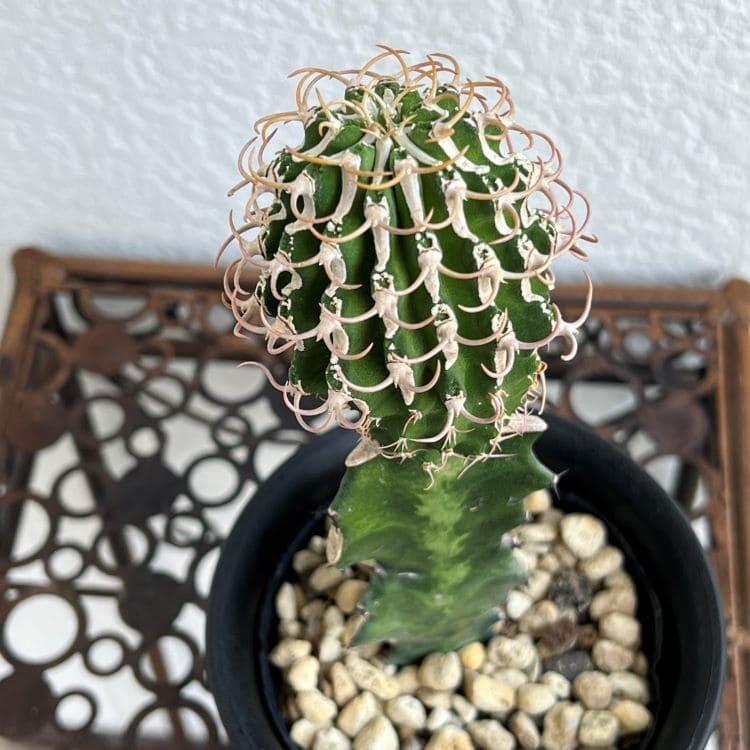 ユーフォルビアコルムナリス 群生 台付 ユーフォルビアコルムナリス 群生 台付 ユーフォルビアコルムナリス