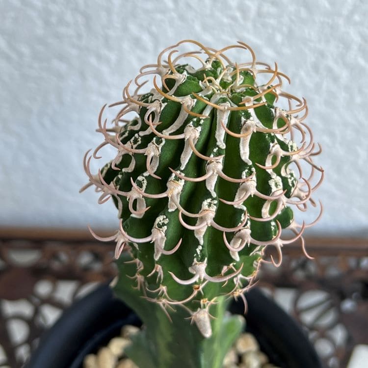 ユーフォルビア コルムナリス 接木 4号プラ鉢 園芸 通販 greenery
