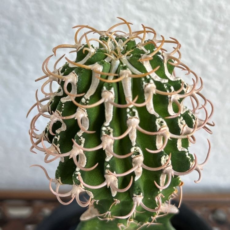 ユーフォルビアコルムナリス 群生 台付 fit=scale-down,w=1200