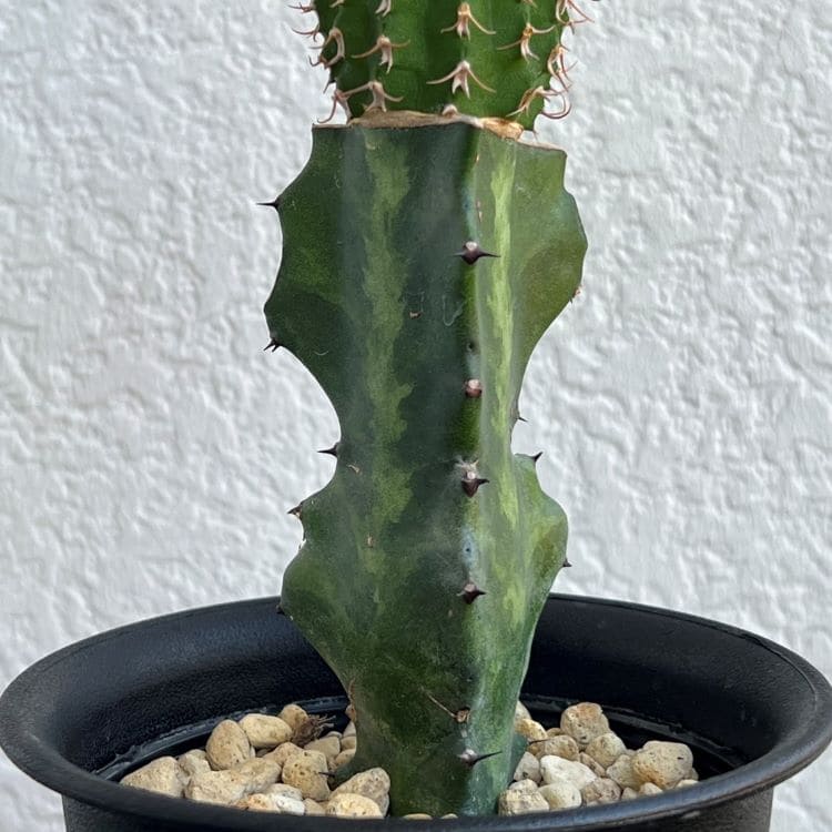 ユーフォルビア コルムナリス 接木 4号プラ鉢 園芸 通販 greenery