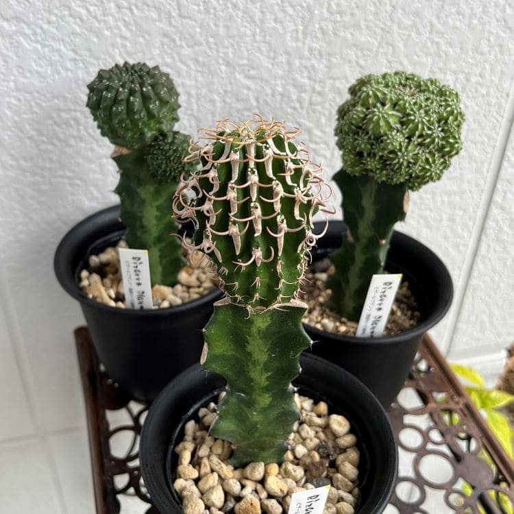 ユーフォルビアコルムナリス 群生 台付 ユーフォルビアコルムナリス 群生 台付