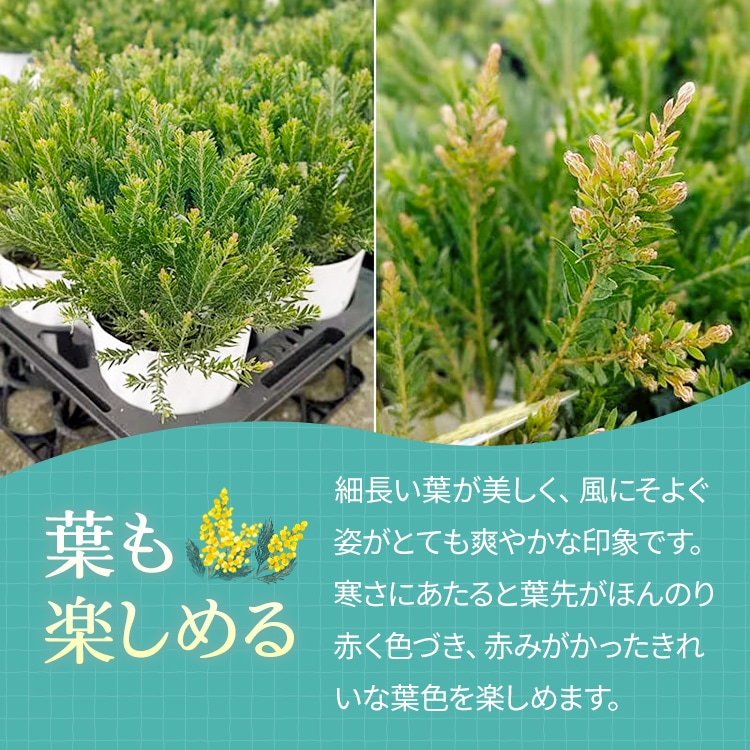 アカシア 「テレサ」 4号硬質鉢 花 苗 園芸 ガーデニング 通販 greenery