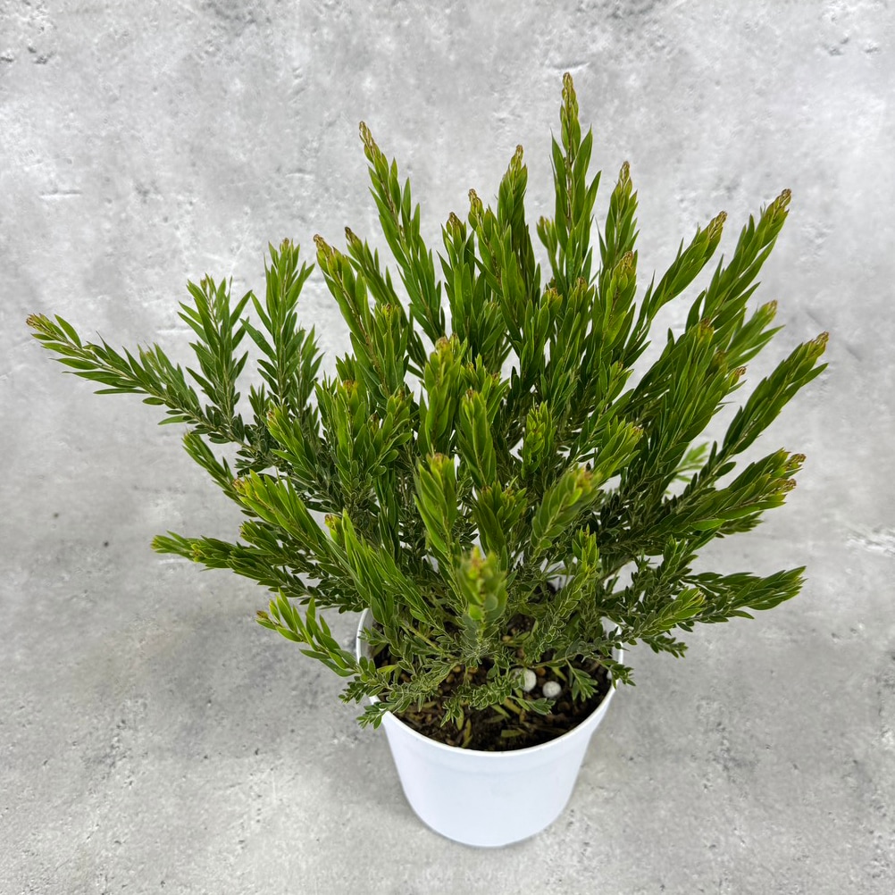 アカシア 「テレサ」 4号硬質鉢 花 苗 園芸 ガーデニング 通販 greenery