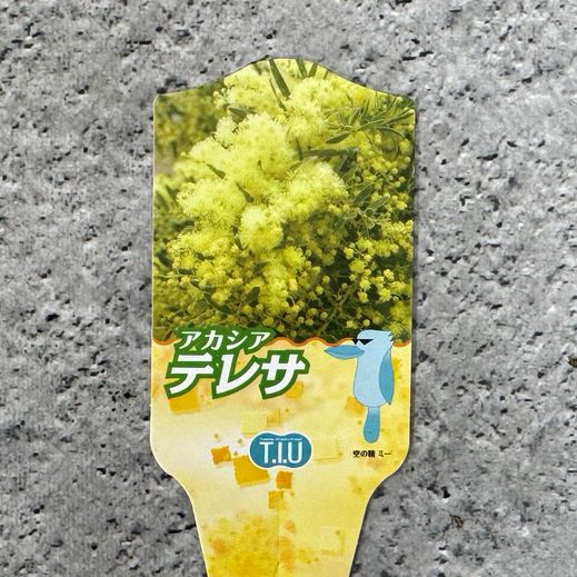 アカシア 「テレサ」 4号硬質鉢 花 苗 園芸 ガーデニング 通販 greenery