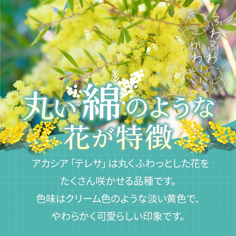 アカシア 「テレサ」 4号硬質鉢 花 苗 園芸 ガーデニング 通販 greenery