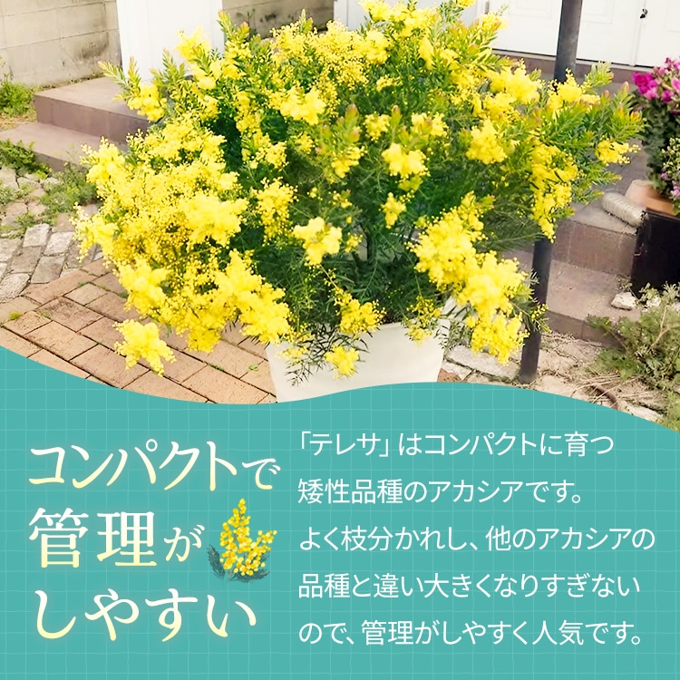 アカシア 「テレサ」 4号硬質鉢 花 苗 園芸 ガーデニング 通販 greenery