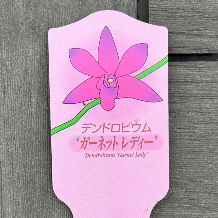デンドロビウム デンドロビューム ガーネットレディ ラン科 多年草 苗