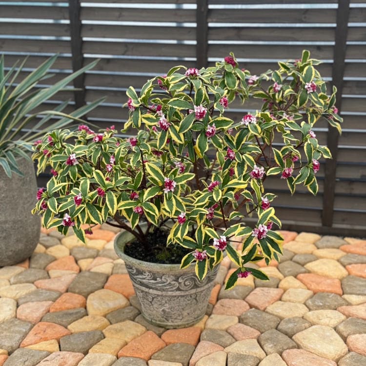 沈丁花（ジンチョウゲ） 「前島」 13.5cmポット苗 【送料無料】