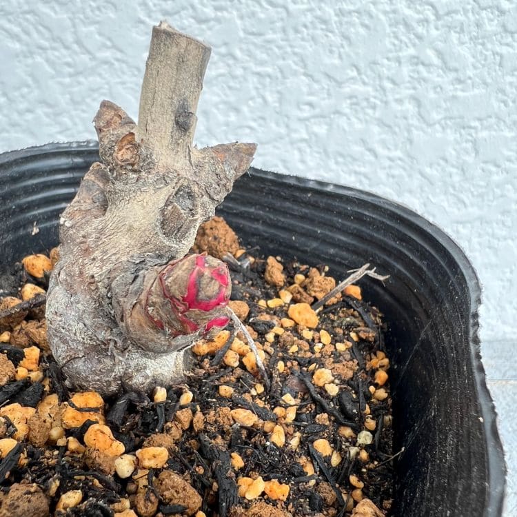 シャクヤク 芍薬 12cmポット 苗 園芸 ガーデニング 通販 greenery