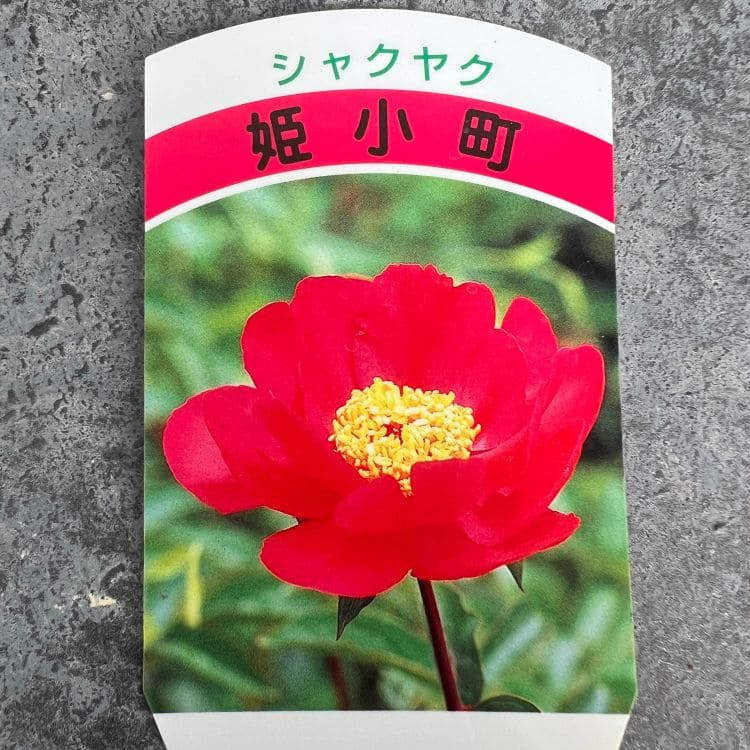 シャクヤク 芍薬 12cmポット 苗 園芸 ガーデニング 通販 greenery