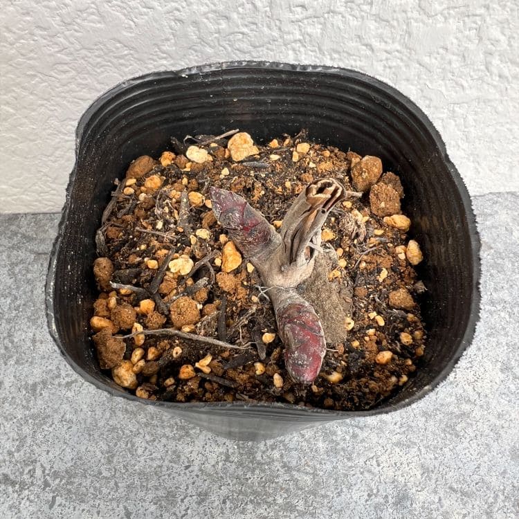 シャクヤク 芍薬 華燭の典 12cmポット 苗 園芸 ガーデニング 通販 greenery