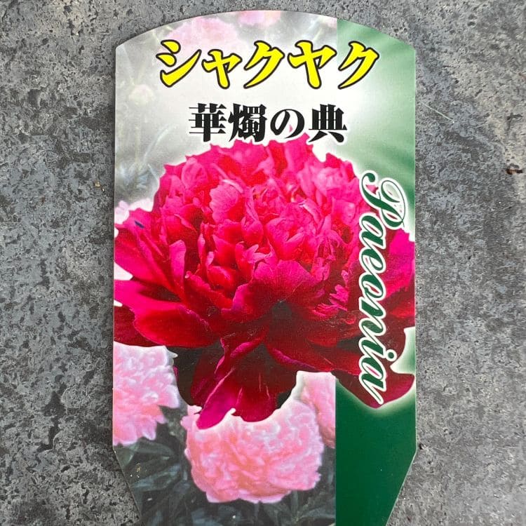 シャクヤク　芍薬　クリスマスベルベット　01 クリスマスベルベット 芍薬 石光寺の芍薬図鑑
