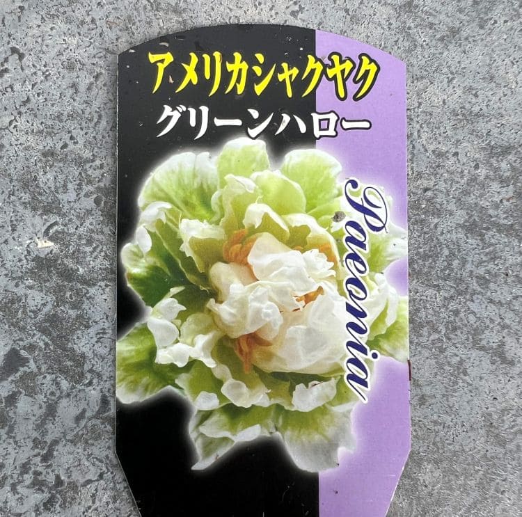 日本花キ流通 予約販売 芍薬 アメリカシャクヤク グリーンハロー