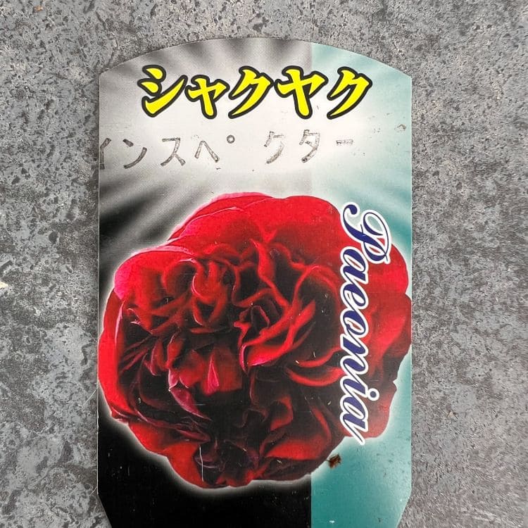 シャクヤク 芍薬 インスペクター 12cmポット 苗 園芸 ガーデニング