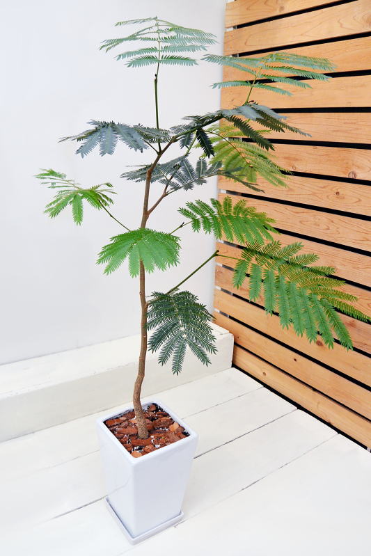 エバーフレッシュ(スクエアポット)【現品お届け】 | サイズで選ぶ,Lサイズ | 観葉植物販売 cocoha|福岡県糸島市 エバーフレッシュ(スクエアポット)【現品お届け】 | サイズで選ぶ,Lサイズ | 観葉植物販売 cocoha|福岡県糸島市