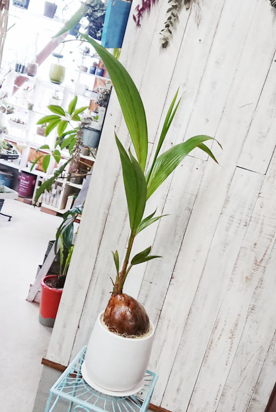 ココナッツの実が可愛いヤシの木 ココヤシ サイズで選ぶ Lサイズ 観葉植物販売 Cocoha 福岡県糸島市