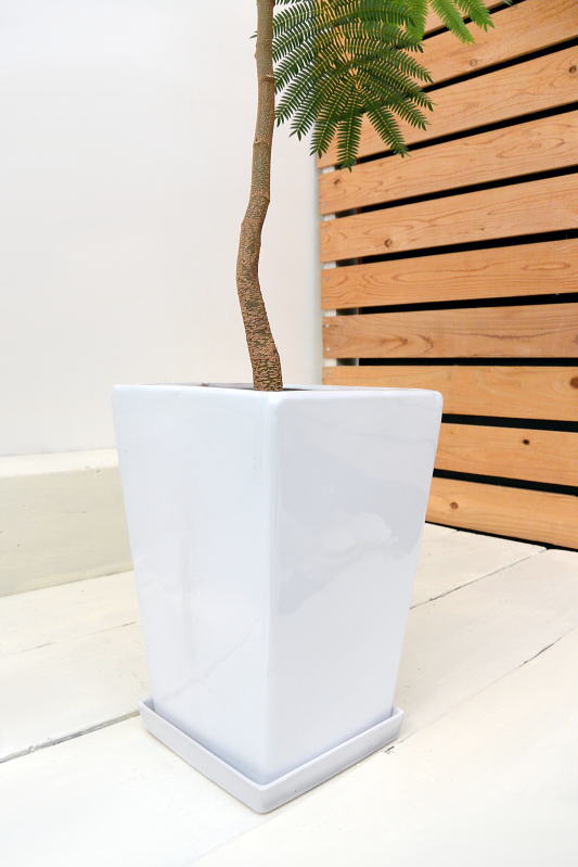 エバーフレッシュ(スクエアポット)【現品お届け】 | サイズで選ぶ,Lサイズ | 観葉植物販売 cocoha|福岡県糸島市 エバーフレッシュ(スクエアポット)【現品お届け】 | サイズで選ぶ,Lサイズ | 観葉植物販売 cocoha|福岡県糸島市