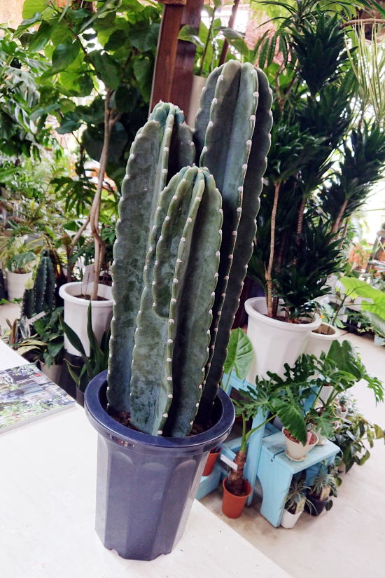 柱サボテン（8号鉢、3本立） 種類で選ぶ,多肉植物・サボテン 観葉植物販売 cocoha｜福岡県糸島市