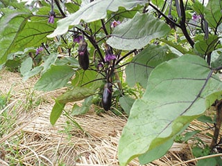 なす 約220g（2～3本） 12/2（火）～12/6（土）までのお届け