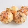 ���̤ͤ����󣱣�硡��5/26�ʲСˡ�5/30���ڡˤޤǤΤ��Ϥ�