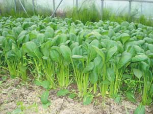 小松菜 約200g×2束 8/4（火）～8/8（土）までのお届け | 野菜,葉