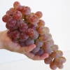 �ý��֤ɤ����󣳣����硡��10/20�ʲСˡ�10/24���ڡˤޤǤΤ��Ϥ�