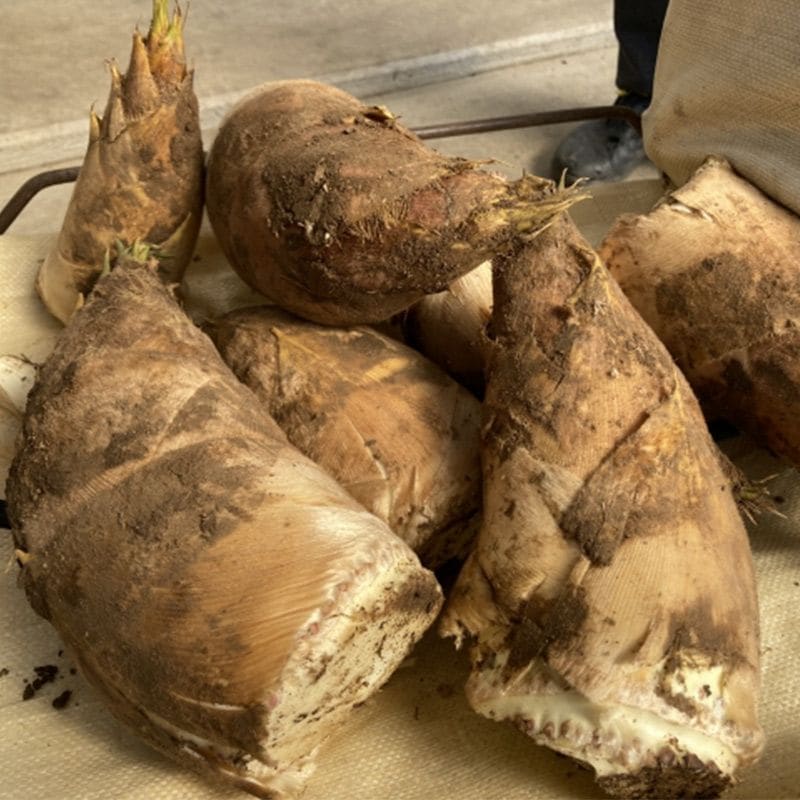 �ڻ���ľ���ۢ�����20Ȣ�������ܻ����������Τ���ī����ˣ��������ʣ�����������ˡ����������ߢ�