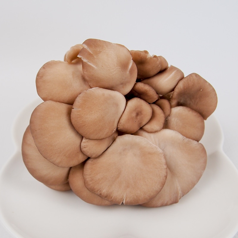�Ҥ������󣶣��硡��9/15�ʲСˡ�9/19���ڡˤޤǤΤ��Ϥ�