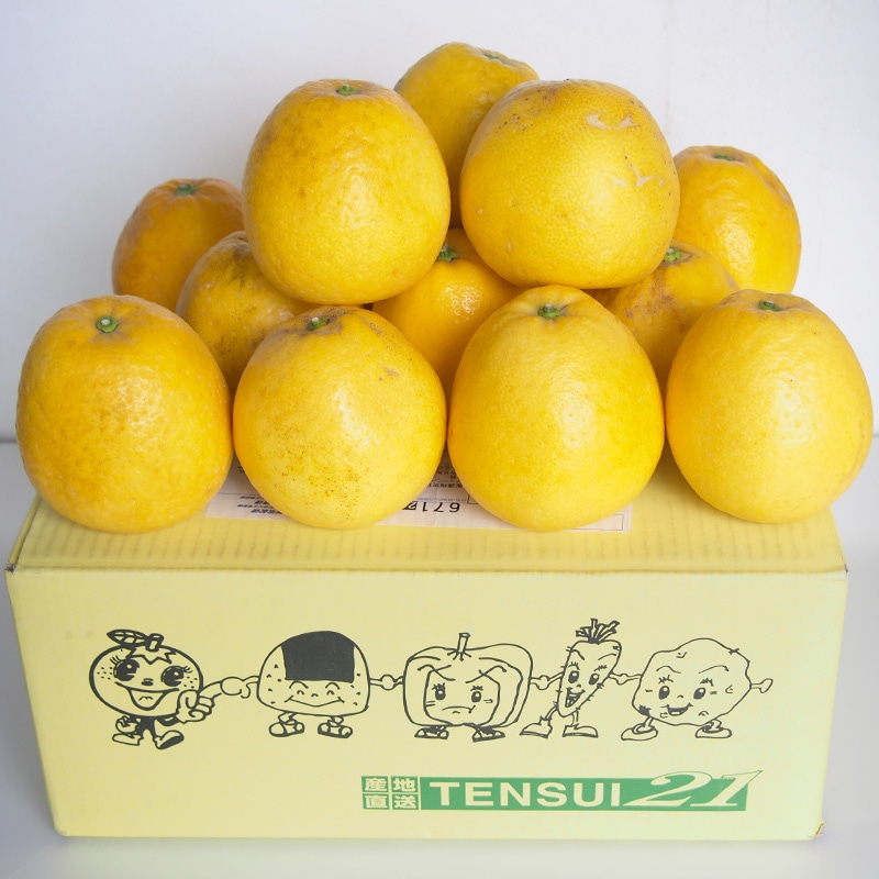 �ڻ���ľ���ۢ�����30Ȣ�����ܸ��������塼��������󥸡ʲ����մ��ˣ���硡���������ߢ�