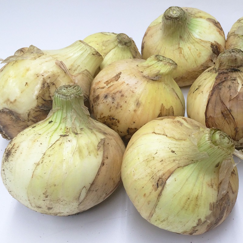 �ڻ���ľ����Ĺ�긩�������̤ͤ������̤ͤ������ͻ����åȡ����������ߢ�