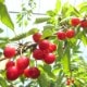 �ڻ���ľ���ۻ����������������ܡʹȽ����ˡ����������ߢ�