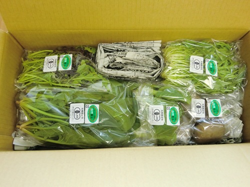 �ڻ���ľ�����Ŀ������������˥å��ե�å��奻�åȡ����������ߢ�