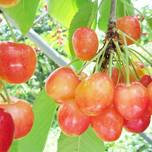 �ڻ���ľ���ۻ����������������ܡʺ�ƣ�ӡˡ����������ߢ�