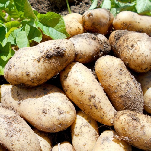 �ڻ���ľ���ۢ�����50Ȣ�������縩���������㤬����ʽ���⤷���ϥ�����ɥ᡼���ˡ�����硡�����դ��ϡ����������ߢ�