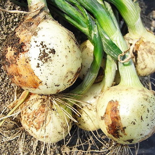 �ڻ���ľ���ۺ�̸��������椵��ο����ޤͤ������������ߢ�