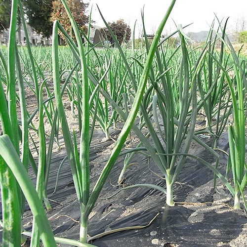 �ڻ���ľ���ۺ�̸��������椵��ο����ޤͤ������������ߢ�