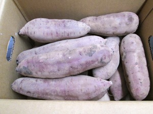 �ڻ���ľ�����Ų����������Ĥޤ��⡡�ȤϤ뤫�������դ��ϡ�����硡���������ߢ�