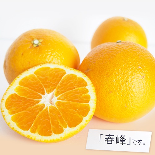 �ڻ���ľ���ۢ�����50Ȣ���Ų���������������Υ���󥸥��åȡ������ʣ���Ϥ�ʬ�ˡ����������ߢ�