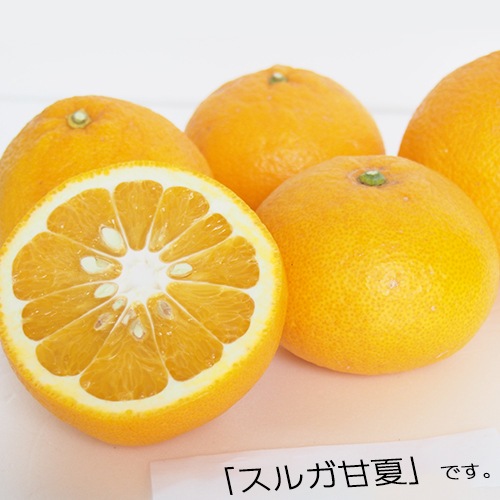 �ڻ���ľ���ۢ�����50Ȣ���Ų���������������Υ���󥸥��åȡ������ʣ���Ϥ�ʬ�ˡ����������ߢ�