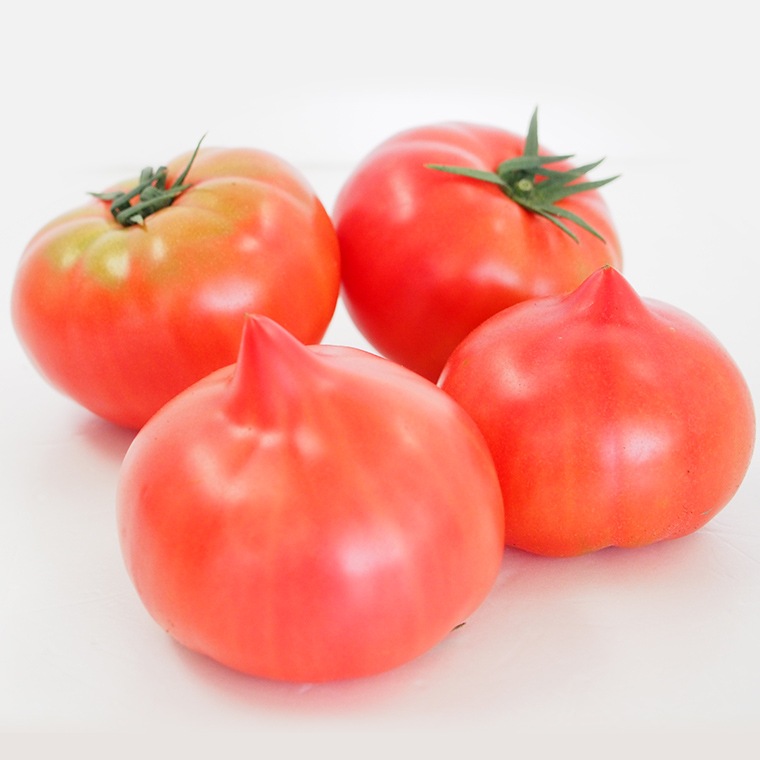 �ڻ���ľ�������ڸ������������Υȥޥȡʥ�ǥ����ե������ȡˡ����������ߢ�