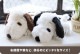 ぬいぐるみ | デザイン別,キャラクター,あかさたな,SNOOPY,ぬいぐるみ | hauhau