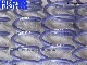 ��H&R Sport Springs��H&R ���ݡ��ĥ��ץ�� 28890-1�å��饤���顼 ���ץ����� 0.9��CHRYSLER Ypsilon 846�ۡ�28890-1�ۡ�����̵������Ź��ô��