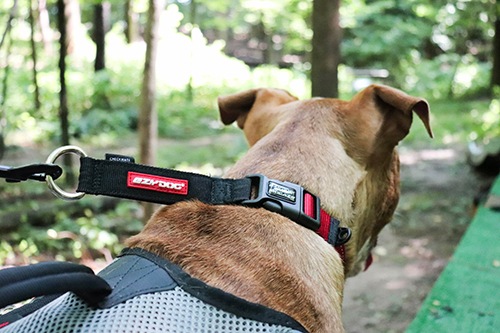 ���եȤ�ȩ����Υϡ��ե��硼������