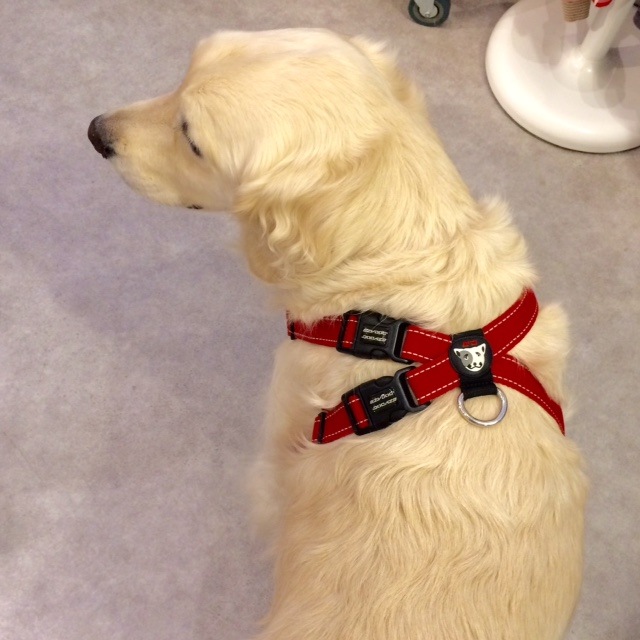 �礭�ʶ����ƤǼ󡦥Υɤ���ô����¤���ϡ��ͥ�