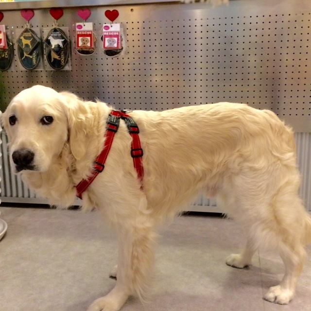 �礭�ʶ����ƤǼ󡦥Υɤ���ô����¤���ϡ��ͥ�