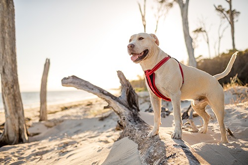 �礭�ʶ����ƤǼ󡦥Υɤ���ô����¤���ϡ��ͥ�